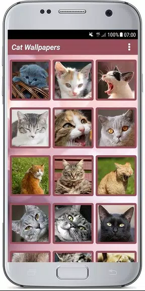 CUTE CAT WALLPAPERS Schermafbeelding 0