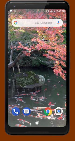 Japanese Koi Pond 4K Video LWP Screenshot 3