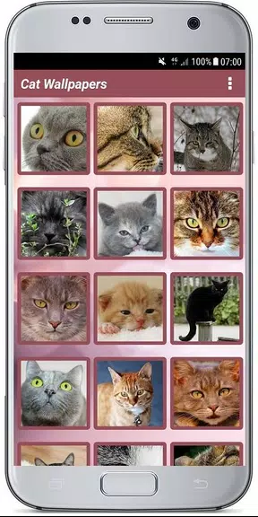 CUTE CAT WALLPAPERS Schermafbeelding 2