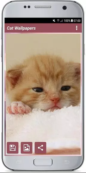 CUTE CAT WALLPAPERS Schermafbeelding 3