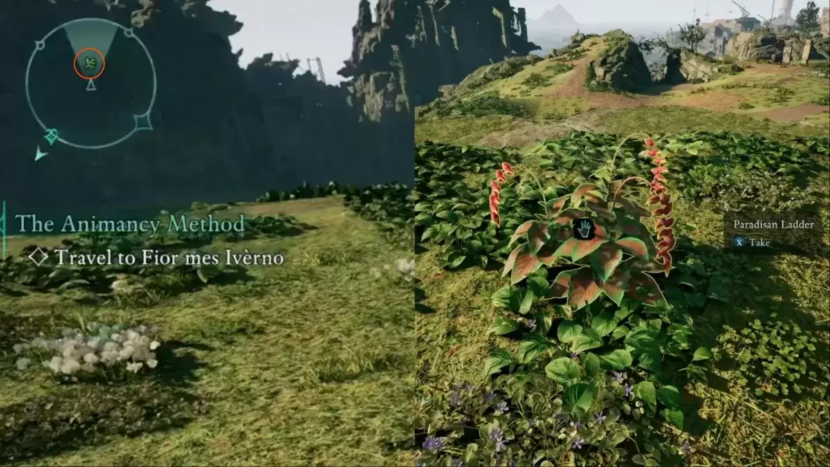 Finding Paradisan Ladder while exploring