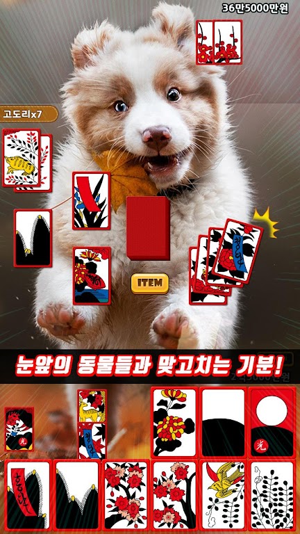 애니멀 맞고 - 동물 팻 고스톱 Ekran Görüntüsü 1