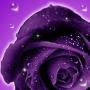 Roses live wallpaper