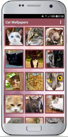 CUTE CAT WALLPAPERS Schermafbeelding 1