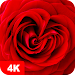 Fondos de pantalla con rosa 4K