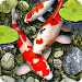 Koi Fish Live Wallpaper